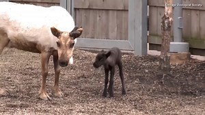 9.8K views · 279 reactions | These are our favorite reindeer stories. | Inside Edition | Facebook