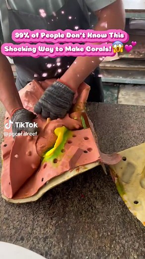 pgcoralreef on TikTok