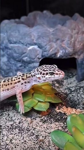 Angry 😡 gecko hissing