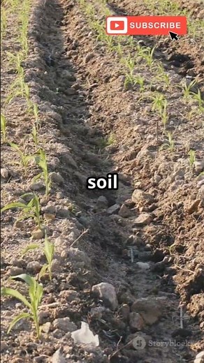 Ustilago maydis: The fungus turning corn into black tumors! 🌽⚠️ #CornSmut #MaizeDisease #FungalAlert