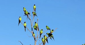 clip-3880653063-nanday-parakeet-pantanal-largest-wetland-world-birds