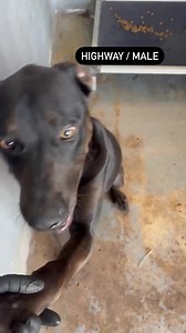 4.1K views · 149 reactions | We are hours away from euthanasia for...