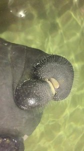 Speaking of eating, have you ever watched a manatee eat up close? Manatees are amazing animals that have what we call prehensile lips. They are able to use these lips to pull in food around them just as other animals might do with a paw or hand. Those things sticking out of Stubby’s lips are specialized hairs that are very stiff so that whatever she grabs, she does not lose. Remember those special treats I talked about in the last post? Well, here is a video of Stubby eating those treats, called