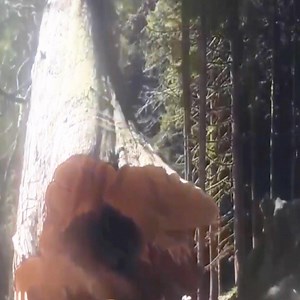 63K views · 41 shares | Large Trees Are Slowly Falling - Night Monster | Night Monster | Facebook