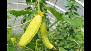 Quand planter les concombres en 2021 ?