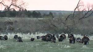 Turkey Male Female Adult Flock Breeding: vídeo stock (100% livre de direitos) 6498266 | Shutterstock