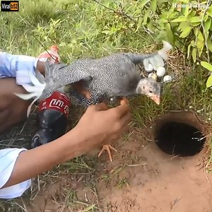 Experiment: Coca Cola - Catch Guinea Chicken In Hole Credit: Home Fishing - youtu. be/LRUJxzaY0is | Origin Data Recovery