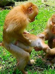 17K views · 295 reactions | No No why Luna and other big monkey so nasty mistreat even poor little monkey #beautiful #monkeydluffy #monkeycute #babymonkey #monkeyface #lovely #monkey #cute #animals #animalsbaby #poormonkey #monkeycry #funny #funnyvideo #cuteanimals | Monkey TV7 | Facebook