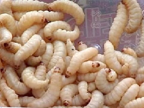 Heston's Feasts | Eating Insects | Channel 4