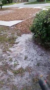 Precision Lawn Care Orlando on Reels | Facebook