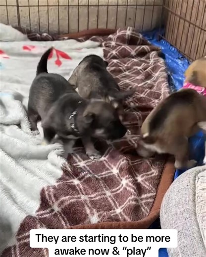 16K views · 377 reactions |  Silver is an 11 month old Kelpie Cross. She was heavily pregnant and gave birth in the pound just before she came in to our care. Her puppies are almost 3 weeks old now and have now opened their eyes and are starting to move around and “play”. We are not quite ready for expressions of interest just yet. Keep an eye out in our stories for updates as they grow.. #rescuepuppy | All 4 Paws Dog Rescue | Facebook