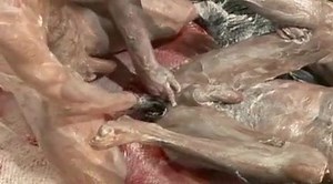 The Danny Fox collection