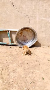 A dog rescue an astray puppy at a high speed. #making #work #easy #fyiシ゚viralシ #fyiシ゚viral #funnyvideos | John Fuller