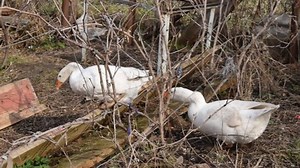 Weiße Gänse wandern um den Bauernhof.: Stockvideos & Filmmaterial (100 % lizenzfrei) 1068730298 | Shutterstock