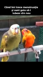 După zilele grele ale menstruației, parcă îl vezi pe el cu alți ochi — mai răbdător, mai drăguț, mai aproape. 🧠 Hormonii fac magie și schimbă tot jocul. 🤳🏻P.S: Ai nevoie de sfaturi personalizate pentru sănătatea ta hormonală? Programează-te acum la un consult și hai să discutăm despre cum îți poți optimiza stilul de viață! #calintodoran #menopauza #perimenopauza #sanatateintima #sanatateintimacluj #hormonebalance #femalehormones | Doctor Calin Todoran