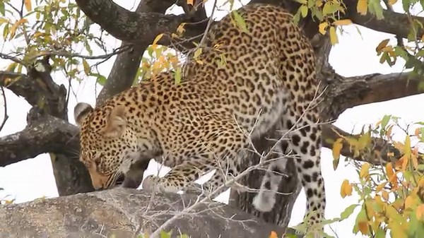 120K views · 1.1K reactions | Female leopard in search of her missing cub, gathering some clues from the rock where she left her baby during her hunting excursion #reelsfb #reelsviral #video #life #travel #viral #trending #nature #africa #wildlife #reels #Amazing #trend #AfricanBushKingdom | African Bush Kingdom | Facebook