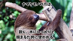 [Weakest?]Theweakestanimalintheanimalkingdom?Thesecretsofsloths - Veoh