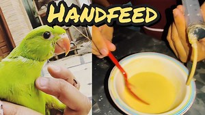1.1K views · 28 reactions | Parrots ki duniya || green parrots || parrots hand feeding || how to hand feed baby parrot | Smart Fancy Farm | Facebook