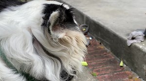 Peaceful morning. Birds singing. Bleu sniffing air. 8am low-mid 70s. Dew points low 70s! Warm today. Highs low-mid 80s. Some aft rain/storms. 50% Northshore. 40% Metro. 30% closer to Coast. Lows 70s Tue. Highs upper 80s. 20% rain. WDSU News #nola #lawx | Margaret Orr WDSU Chief Meteorologist Emeritus