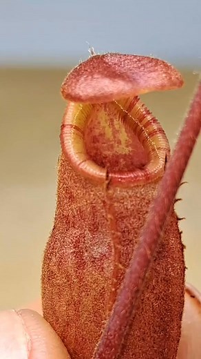 Carnivorous plant pitch from my nepenthes Veitchii X Raja. I can't wait until this one gets mature pitchers ❤️‍🔥❤️‍🔥❤️‍🔥 #carnivorousplants #tropicalplants #venusflytrap | Carnivorous Plants Journey
