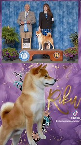 This week's Inside Cover Dog "Riku" MBISS GCHS San Jo Rock Steady at Kokuyuu CA DCAT 2023 National Shiba Club of America National Specialty Winner! The moment we laid eyes on Riku, we knew he was something special. To look this male in the eyes is to see the essence of the shiba - spirited boldness with a strong,& confident gaze. It is easy to notice at a glance that he is compact , moderate, and agile as shibas are meant to be. Riku has proven how special he is again and again over the years, c
