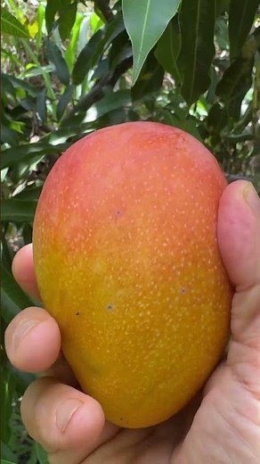 Glenn Mango