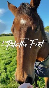 Introducing Pete the Feat, our next equine star in Plumpton's Retired Racehorse stable! Visit Pete and find out all about his shenanigans (which include jumping out of his field and breaking out of his stable) on our Racehorse Sanctuary Raceday on the 18th November. You can book tickets to our wonderful charity raceday here - https://bit.ly/racehorsesanctuary | Plumpton Races