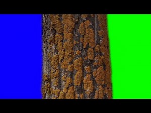 4K footage on a green background. Chroma key transitions - tree trunk. Green and blue chroma key.