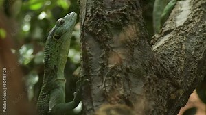 Emerald tree monitor or green tree monitor lizard in a tree - Varanus prasinus