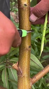 3.5K views · 30 reactions | Peach tree double bud grafting #graftingplant #plantgrafting #graftingtechniques #grafting #foryou #fyp | Grafting&Planting | Facebook