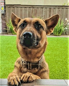 57 reactions · 18 comments | LAPD SWAT officers and their trusty K9 partners bring unmatched effectiveness and success to investigations. Their incredible teamwork and unwavering dedication keep our city safe. | LAPD Headquarters | Facebook