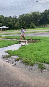 11K views · 84 reactions | It's International Dog Day! Buckeye the dog loves playing in puddles after a rainy day in Dresden, Ohio. (: Ami Cox) Share your favorite dog photos and videos here ➡️ https://abc6onyourside.com/chimein | WSYX ABC 6 | Facebook