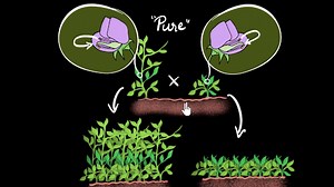 Mendel's experiment (monohybrid cross)