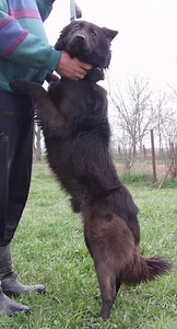 Besplatni psi, poklanjamo pse, udomljavanje, hrvatski-njemački ovčar