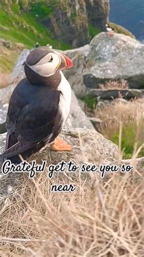 Puffin, Runde Norway