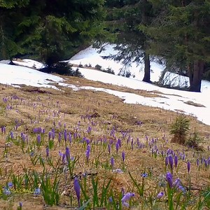 62K views · 3.3K reactions | Brândușe și cocoșul de munte, Piatra...