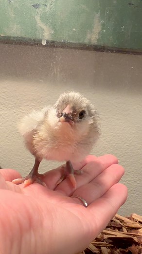The chicks are warming up in their first stop out of the incubator as 8-10 of their clutch mates continue to hatch out. A reptile tank with a ventilated top and front is a great temporary brooder as they’re designed to hold heat, but allow air to circulate and the tops are safe for a heat lamp. These chicks are cozy until they move to the GQF brooder tomorrow. #hatchingchicks #hatchingeggs #homestead #babychicks @headfamilyfarm | Head Family Farm