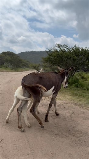 Burro burro pero no tanto | Morelia Mich Turismo México
