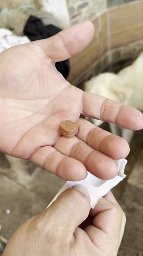 932K views · 6.6K reactions | #MedicinaVeterinaria #CorazonesJutiapanecos Gracias por respaldar la labor de ayuda a perritos y gatos… Sin el apoyo de ustedes, no podríamos seguir adelante, son ahora 182 perros y 26 gatos, Dios les bendiga por esa ayuda que nos dan, son ustedes los verdaderos héroes.  #ElRefugio  | Corazones Jutiapanecos A Favor de los Perritos | Facebook