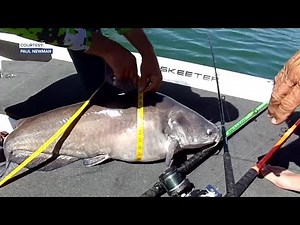 Record setting summer fishing at CJ Strike Reservoir includes a rare blue catfish