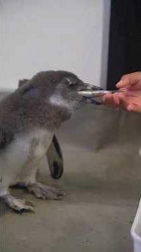 Our African penguin chicks, Ember and Echo have reached another exciting milestone — hand feeding!