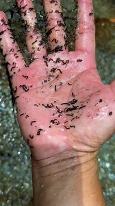 2.6M views · 14K reactions | Đỉa suối cần lưu ý khi đi rừng #đỉasuối #kỹnăngđirừng | Phiêu Lưu Khám Phá Ẩm Thực Già Làng | Facebook