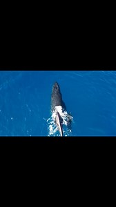 4.6K views · 90 reactions | Whales are here and on Oahu on the north shore #hawaii #reeles | Jacob VanderVelde | Facebook