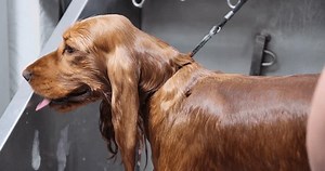 Gros plan sur un cocker anglais : vidéo de stock (100 % libre de droit) 3832503613 | Shutterstock