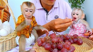 Prince POLEE And Princess JULIE Enjoy A Fully Plate Of Grape | Kingdom Of Monkeys