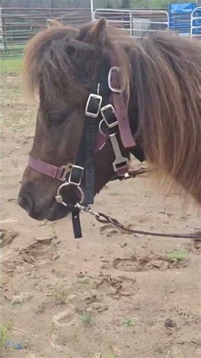 Nettie - riding in the arena #horse #equestrian #mare #arenapractice #farmlife #horseriding
