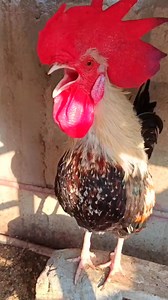 1.5K views · 31 reactions | Adorable My Rooster Crowing Sounds |...