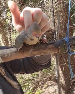 Minnie loves her cuddles Such a special little bird . . . . . #minnie #mousebird #chipangali #chipangaliwildlife #rescue #rehabilitation #release #wildlife #volunteer #volunteerwork #volunteerinafrica | Chipangali Wildlife Orphanage