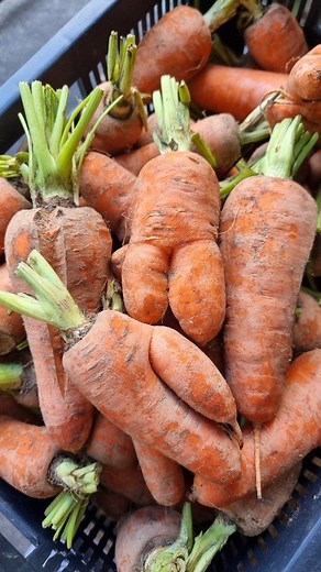 1.4K views · 4 comments | All carrots are beautiful.凌 #TGCPH #choosegood #wearefilipinoplantbased #filipinoveganmovement #filipinofoodmovement | The Good Choices | Facebook