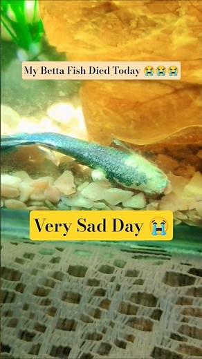 My Betta Fish Died Today 😭 #bettafish #nupurslifestyle #betta #bettafishvideo #nupurlifestyle